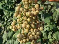 種植金果欖 每畝地4000株苗，3年產(chǎn)每畝3至5噸鮮品圖2