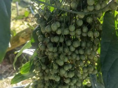 種植金果欖 每畝地4000株苗，3年產(chǎn)每畝3至5噸鮮品圖1