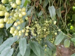 金果欖適應(yīng)性非常強(qiáng)，莖塊如紅薯一般，高度抗旱和抗寒圖5