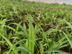紫花白芨苗云南文山壯族苗族自治州硯山縣0.8元/株圖1