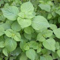 求購(gòu)野生紫蘇葉