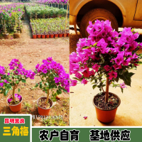 求購(gòu)冠幅1.5米三角梅球110棵； 地徑0.8～1公分香樟袋苗80000棵；米徑3分藍(lán)花楹袋苗3500棵