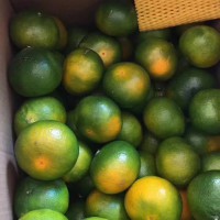 大量求購(gòu)清香蜜桔。3.5起，皇帝柑65起