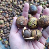 求購(gòu)油茶果50噸，中小果