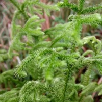 求購伸筋草? 、火把花根、 寄生草
