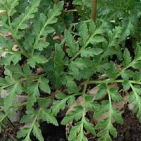 ?求購一朵云，風(fēng)斗草，肺心草，要求水洗曬干貨