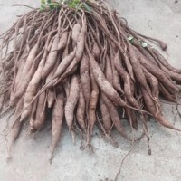 求購天冬藥廠貨7噸，陳貨也行