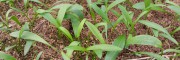 白芨苗多少錢一顆批發(fā) ？