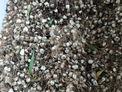 川貝母播種；7--8月播種佳，晚9-10月下雪前播種圖3