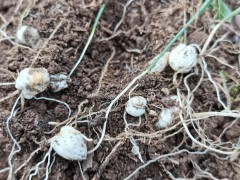 川貝母播種；7--8月播種佳，晚9-10月下雪前播種圖1