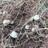 川貝母播種；7--8月播種佳，晚9-10月下雪前播種