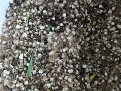 川貝母播種；7--8月播種佳，晚9-10月下雪前播種圖4