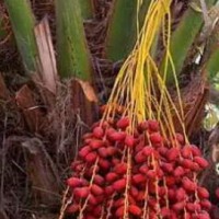 求購西印度醋栗、乳油木、酸角、椰棗、風(fēng)凰木、鐵刀木