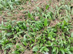 白芨的塊莖價(jià)格_白芨塊莖市場(chǎng)價(jià)格_白芨塊莖種苗價(jià)格圖6