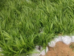 云南白芨苗 白芨直播苗 白芨馴化苗 白芨苗的價(jià)格圖4