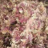 求購地經(jīng)2分滇樸10000棵地苗，地徑2分滇合歡10000棵地苗要云南貨