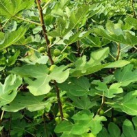 ?求購(gòu)無(wú)花果樹(shù)苗1公分以下貨