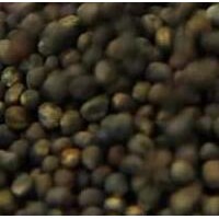 求購(gòu)1噸西蘭花陳種子
