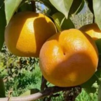 ?求購麗江黃皮梨兩噸，要求一手貨