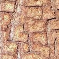 求購卡賓達(dá)樹皮，卡圖巴