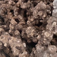 求購清原地區(qū)條形朱砂點蒼術(shù)干貨，圓塊朱砂點蒼術(shù)干貨。五味子干貨