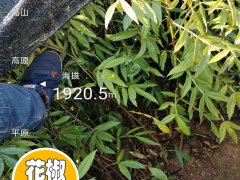 永德花椒苗幾月份種植好|四川花椒苗批發(fā)|花椒苗采購合同范本圖2