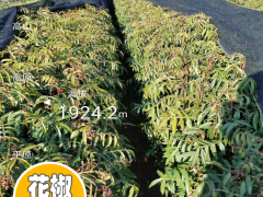 永德花椒苗幾月份種植好|四川花椒苗批發(fā)|花椒苗采購合同范本圖3