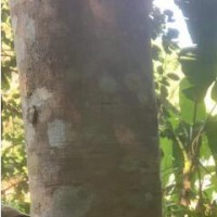 求購各種木材，冬瓜樹，桉樹