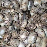 求購蓖麻籽30噸，要精選貨