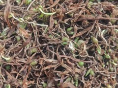后剩下100萬(wàn)株紫花白芨直播苗圖5