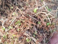 后剩下100萬(wàn)株紫花白芨直播苗圖8