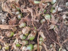 后剩下100萬(wàn)株紫花白芨直播苗圖7
