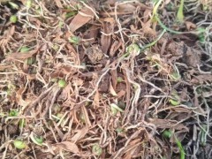 后剩下100萬(wàn)株紫花白芨直播苗圖9