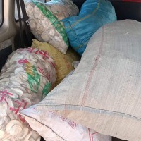香櫞佛手苗一直供應，新品種水果香櫞果型好
