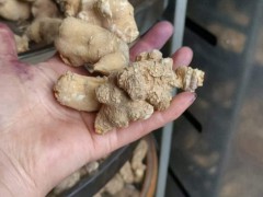 竹節(jié)參生產(chǎn)時(shí)間3-4年，畝產(chǎn)量300公斤重，是真的嗎？圖4