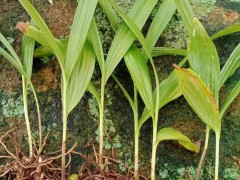 2024年白芨苗價格查詢_批發(fā)價格表_未來白芨苗價格會漲嗎圖4