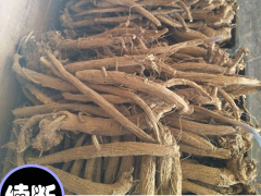 昆明五華續(xù)斷苗圖片 續(xù)斷長什么樣？ 續(xù)斷施肥圖6