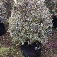 80一90高的花葉女貞球圖片 花葉女貞球供應(yīng)商 花葉女貞球價(jià)格