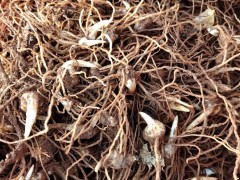 4月1日滇重樓3進(jìn)4起苗，數(shù)量不多，有需要的來公司喝茶聊天圖2