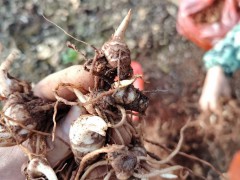 4月1日滇重樓3進(jìn)4起苗，數(shù)量不多，有需要的來公司喝茶聊天圖1