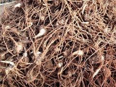 4月1日滇重樓3進(jìn)4起苗，數(shù)量不多，有需要的來公司喝茶聊天圖3