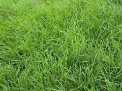 批發(fā):進(jìn)口草種子，國產(chǎn)牧草種子，花草種子，灌木種子圖3