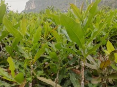 云南專業(yè)嫁接工人團(tuán)隊(duì)，包成活率高達(dá)90以上圖1