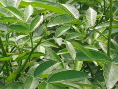 花椒嫁接苗，實(shí)生苗出售  堅(jiān)果苗嫁接苗圖2