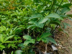 花椒嫁接苗，實(shí)生苗出售  堅(jiān)果苗嫁接苗圖4