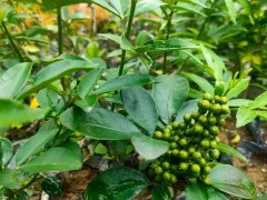 花椒嫁接苗，實(shí)生苗出售  堅(jiān)果苗嫁接苗圖5