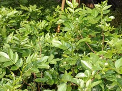 太秋甜柿|我們嫁接技術(shù)提供苗木，甜子，枝條方法：芽腹接法圖1