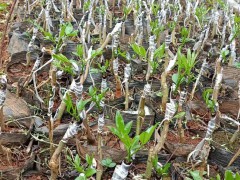 太秋甜柿|我們嫁接技術(shù)提供苗木，甜子，枝條方法：芽腹接法圖2