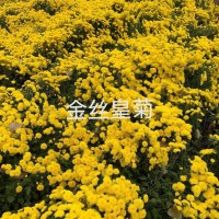 基地大量批發(fā)金絲皇菊苗，免費(fèi)提供技術(shù)指導(dǎo)，包回收