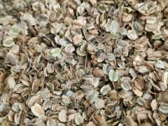 【白芷種苗】純新兩年生2噸直出 質(zhì)量優(yōu)成活率高好栽種歡迎采購圖1